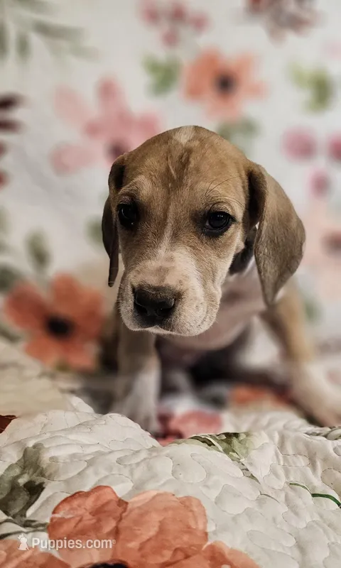 Nora - female – Great Dane puppy for sale in Brainerd, MN