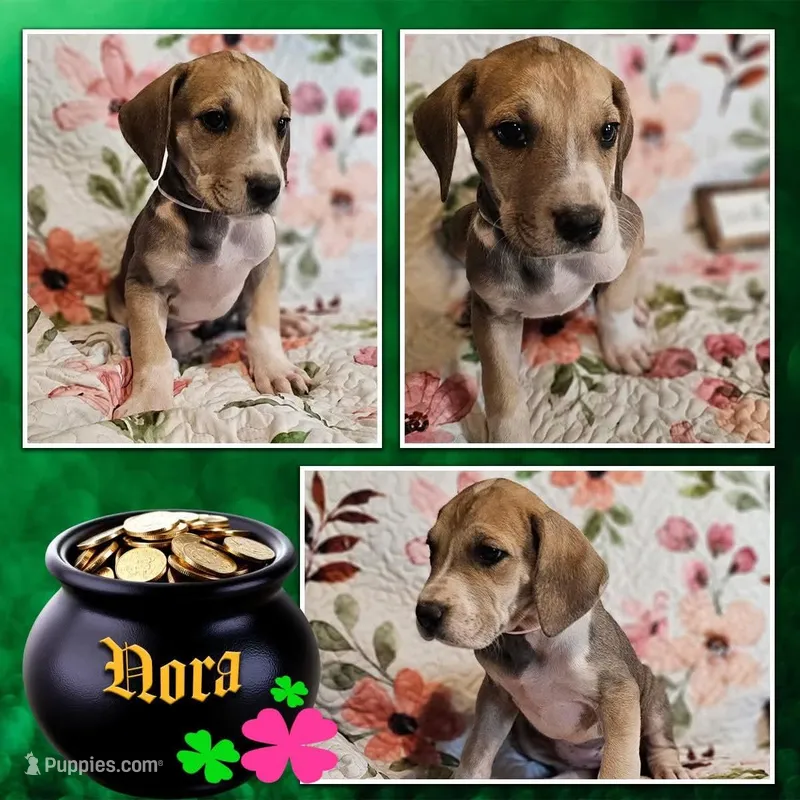 Nora - female – Great Dane puppy for sale in Brainerd, MN