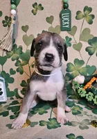 Nora, a female Great Dane for sale in Brainerd, MN – Photo 2 of 8