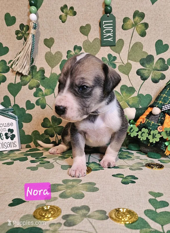 Nora – Great Dane puppy for sale in Brainerd, MN