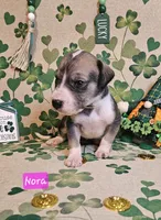 Nora, a female Great Dane for sale in Brainerd, MN – Photo 1 of 8