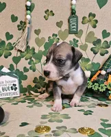 Nora, a female Great Dane for sale in Brainerd, MN – Photo 3 of 8