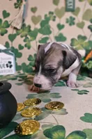 Nora, a female Great Dane for sale in Brainerd, MN – Photo 5 of 8