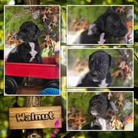Walnut - female, a female Great Anglo-Francais White and Orange Hound for sale in Brainerd, MN – 8 of 10