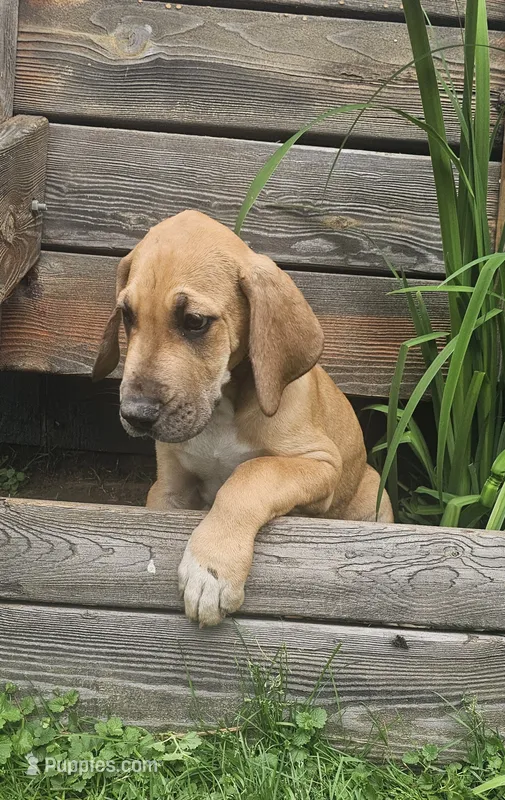 Hickory - male – Great Dane puppy for sale in Brainerd, MN
