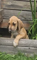 Hickory - male, a male Great Dane for sale in Brainerd, MN – 1 of 10
