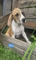 Finn - male , a male Great Dane for sale in Brainerd, MN – 1 of 10