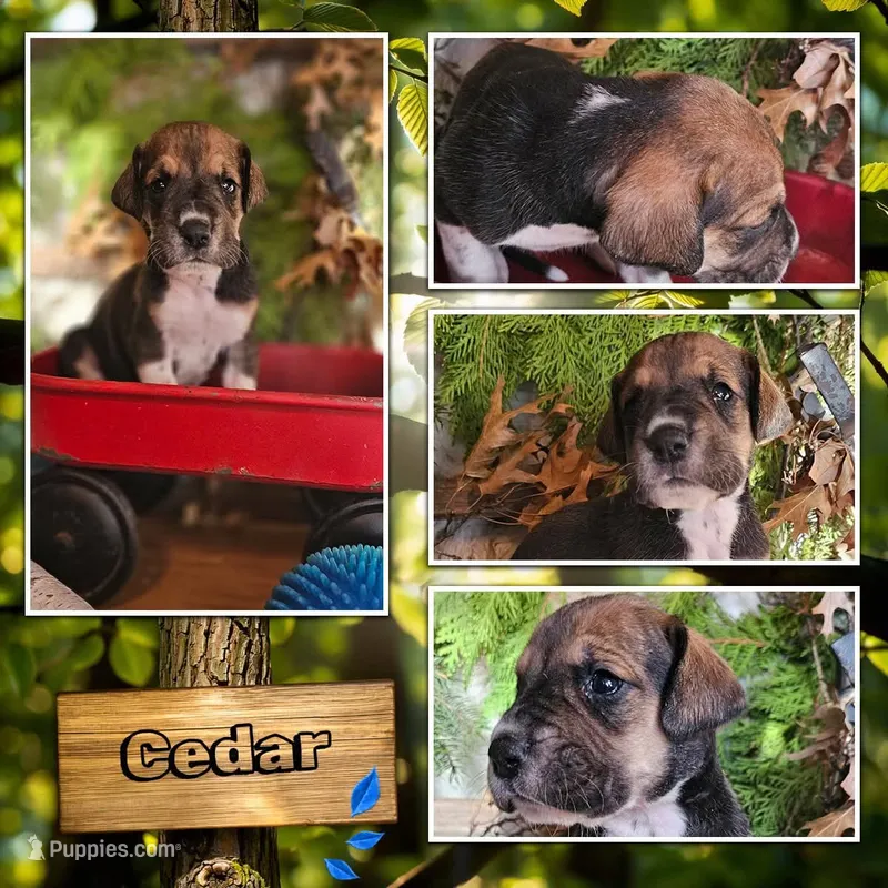 Cedar - male – Great Dane puppy for sale in Brainerd, MN