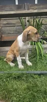 Arthur - male , a male Great Dane for sale in Brainerd, MN – 4 of 10