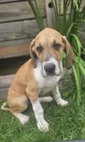 Arthur - male , a male Great Dane for sale in Brainerd, MN – 2 of 10