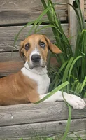 Goldie - female, a female Great Dane for sale in Brainerd, MN – 5 of 10