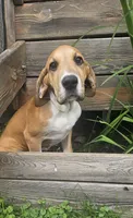 Horseshoe - female, a female Great Dane for sale in Brainerd, MN – 2 of 10