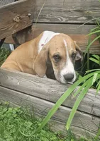 Finn - male , a male Great Dane for sale in Brainerd, MN – 6 of 10