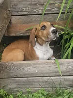 Goldie - female, a female Great Dane for sale in Brainerd, MN – 3 of 10