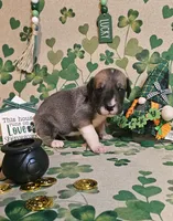 Edmund, a male Great Dane for sale in Brainerd, MN – Photo 5 of 10