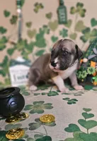 Edmund, a male Great Dane for sale in Brainerd, MN – Photo 6 of 10