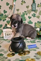 Edmund, a male Great Dane for sale in Brainerd, MN – Photo 1 of 10