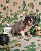 Edmund, a male Great Dane for sale in Brainerd, MN – Photo 7 of 10