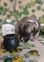 Edmund, a male Great Dane for sale in Brainerd, MN – Photo 4 of 10