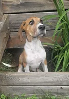 Goldie - female, a female Great Dane for sale in Brainerd, MN – 1 of 10