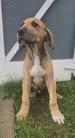 Hickory - male, a male Great Dane for sale in Brainerd, MN – 5 of 10