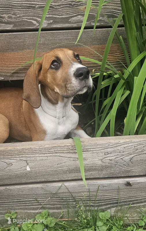 Goldie - female – Great Dane puppy for sale in Brainerd, MN