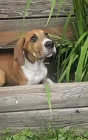 Goldie - female, a female Great Dane for sale in Brainerd, MN – 6 of 10