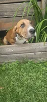 Goldie - female, a female Great Dane for sale in Brainerd, MN – 2 of 10
