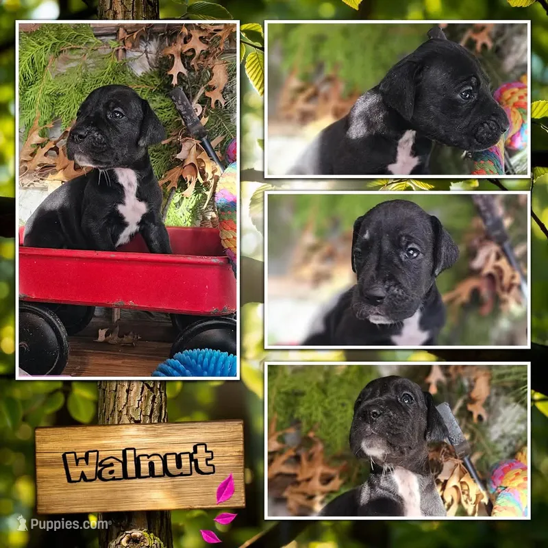 Walnut - female – Great Dane puppy for sale in Brainerd, MN