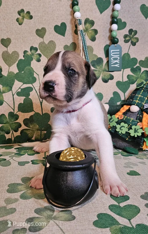 Finn – Great Dane puppy for sale in Brainerd, MN