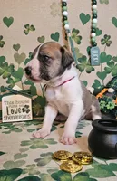 Finn, a male Great Dane for sale in Brainerd, MN – Photo 4 of 8