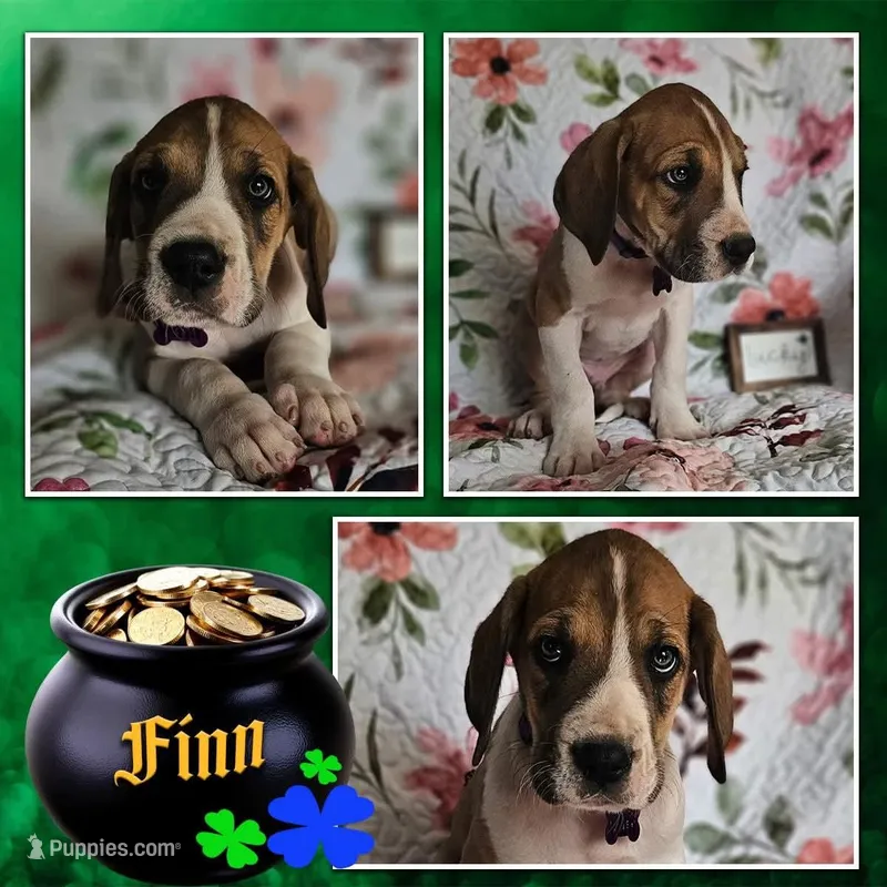 Finn - male  – Great Dane puppy for sale in Brainerd, MN