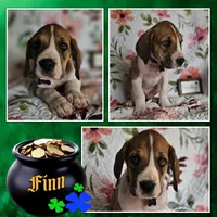 Finn - male , a male Great Dane for sale in Brainerd, MN – 7 of 10