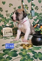 Finn, a male Great Dane for sale in Brainerd, MN – Photo 5 of 8