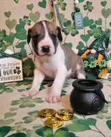 Finn, a male Great Dane for sale in Brainerd, MN – Photo 2 of 8