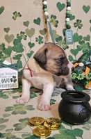 Finn, a male Great Dane for sale in Brainerd, MN – Photo 3 of 8