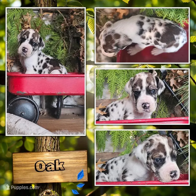 Oak - male – Great Dane puppy for sale in Brainerd, MN