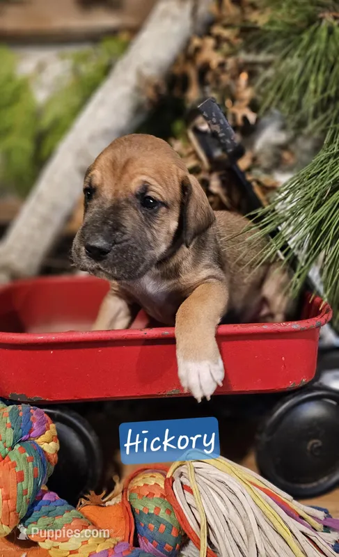 Hickory - male – Great Dane puppy for sale in Brainerd, MN