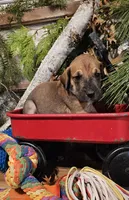 Hickory - male, a male Great Dane for sale in Brainerd, MN – Photo 5 of 10