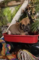 Hickory - male, a male Great Dane for sale in Brainerd, MN – Photo 2 of 10