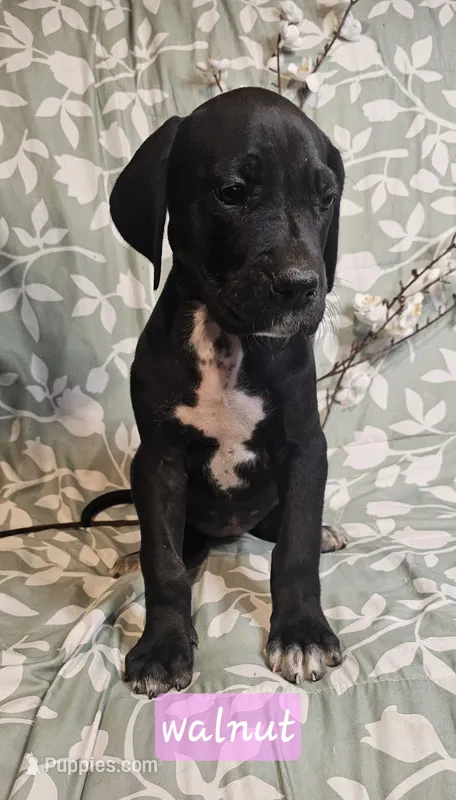 Walnut - female – Great Anglo-Francais White and Orange Hound puppy for sale in Brainerd, MN