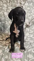 Walnut - female, a female Great Anglo-Francais White and Orange Hound for sale in Brainerd, MN – 1 of 10