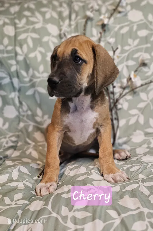 Cherry - female – Great Dane puppy for sale in Brainerd, MN