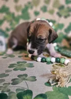 Clover, a female Great Dane for sale in Brainerd, MN – Photo 6 of 10