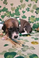 Clover, a female Great Dane for sale in Brainerd, MN – Photo 4 of 10