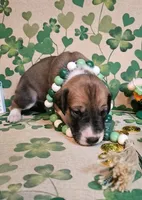 Clover, a female Great Dane for sale in Brainerd, MN – Photo 5 of 10