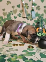 Clover, a female Great Dane for sale in Brainerd, MN – Photo 3 of 10