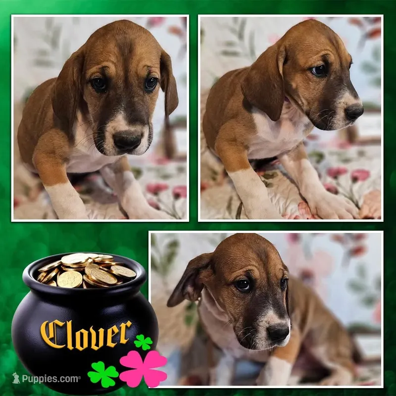 Clover - female  – Great Dane puppy for sale in Brainerd, MN