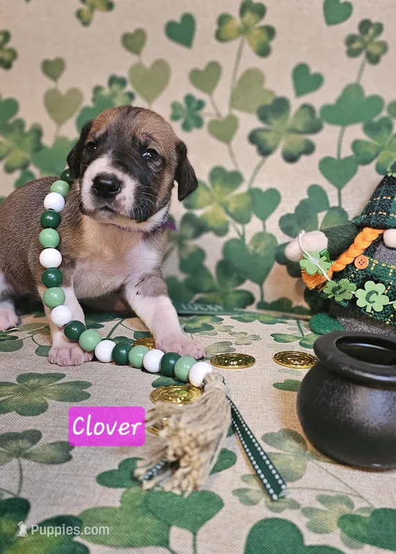 Clover – Great Dane puppy for sale in Brainerd, MN