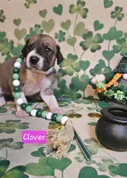 Clover, a female Great Dane for sale in Brainerd, MN – Photo 1 of 10